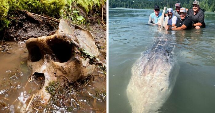 77 Stories Of High Strangeness That Might Send You Down A Late-Night Rabbit Hole