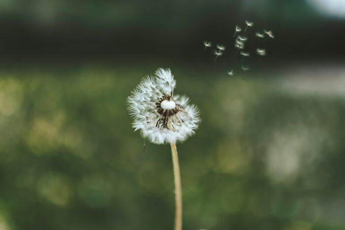 How Did The Dandelion, An Edible And Remarkably Versatile Plant, Come To Be Classified As A Weed?
