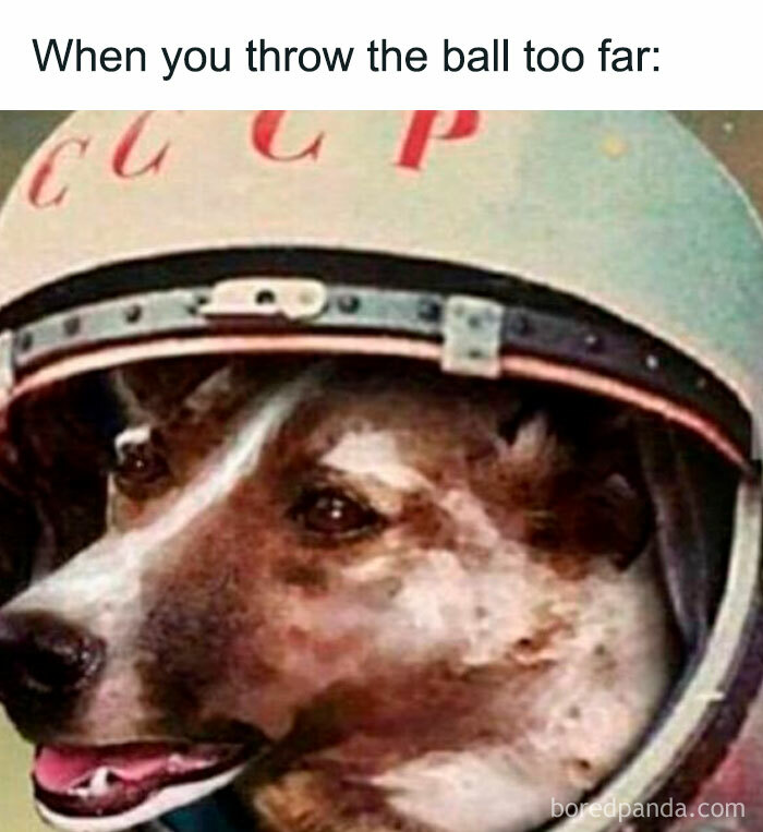 A sad dog in a space helmet with CCCP lettering. A funny history meme for future generations.