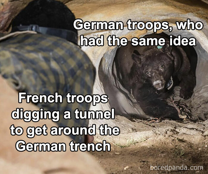 Funny history meme showing French troops digging a tunnel encountering a bear, representing German troops.