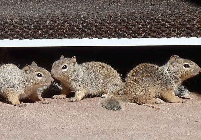 Squirrels near the entrance, representing unwanted tenants or pests in rental properties