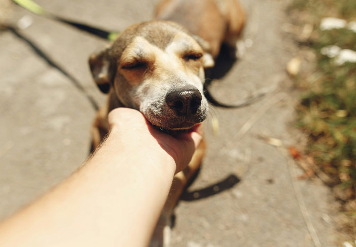 Happy dog being petted outside by tenant on leash