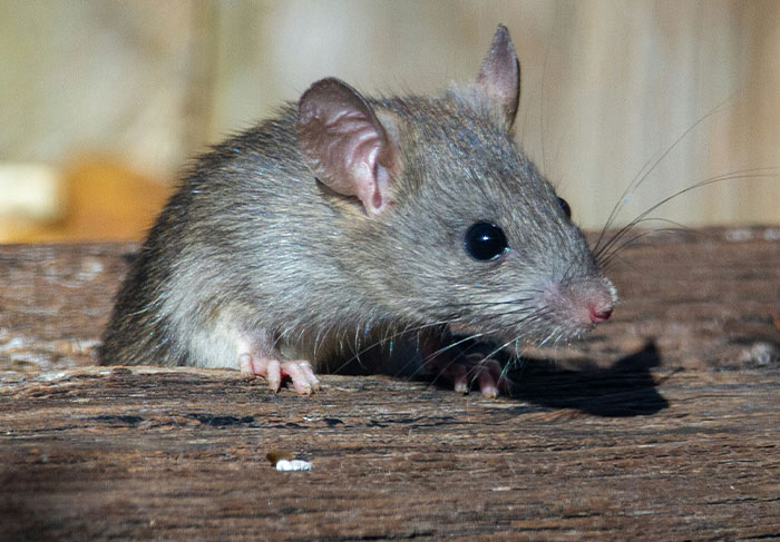 Close-up of rat representing tenant pest infestation issues in rental homes