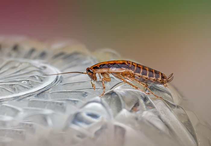Cockroach on surface illustrating landlord tenant pest control problems