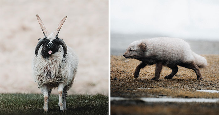 This Photographer Captures Iceland’s Domestic And Wild Animals In Their Natural Beauty (41 Pics)