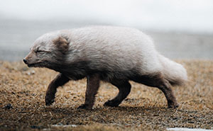 This Photographer Captures The Wild And Domestic Animals Of Iceland (41 Pics)