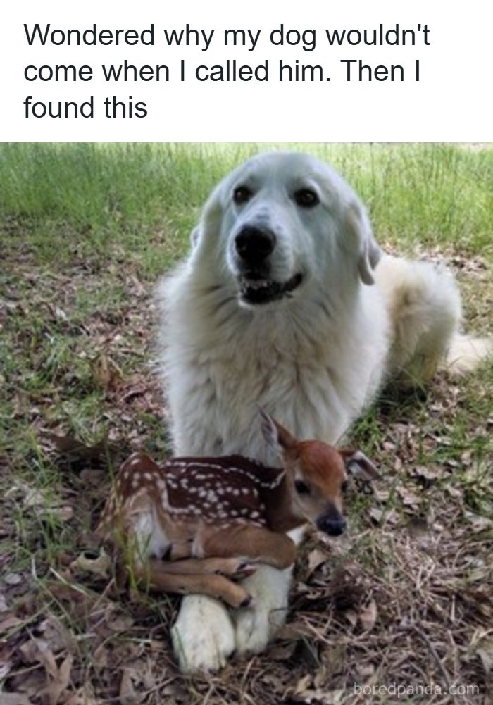 Wholesome-Memes-Memeuplift