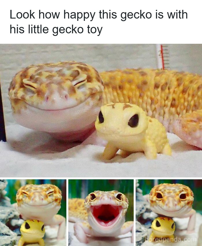 A wholesome meme of a happy gecko with its toy, offering a serotonin boost. The gecko smiles, laughs, and holds the toy.