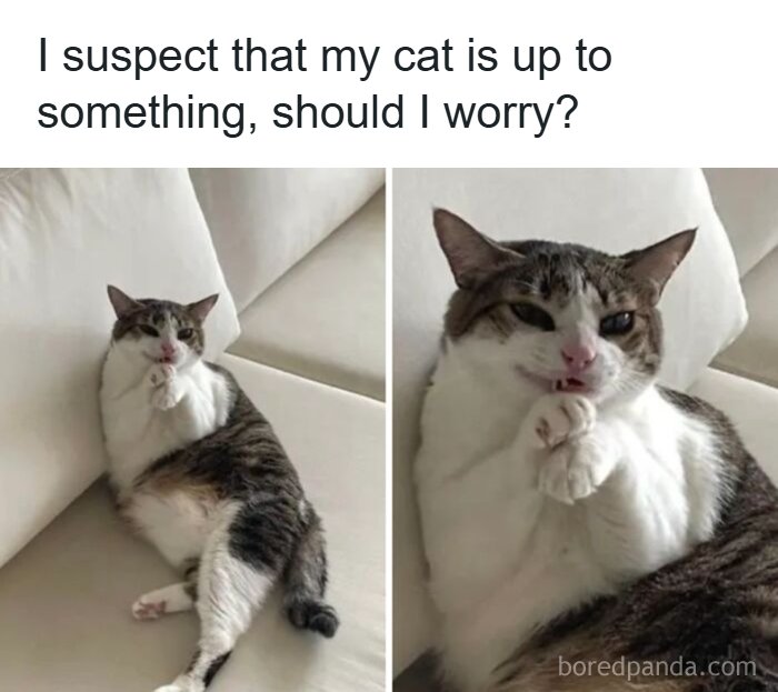 Memes-I-Wish-Could-Tag-My-Cat-In