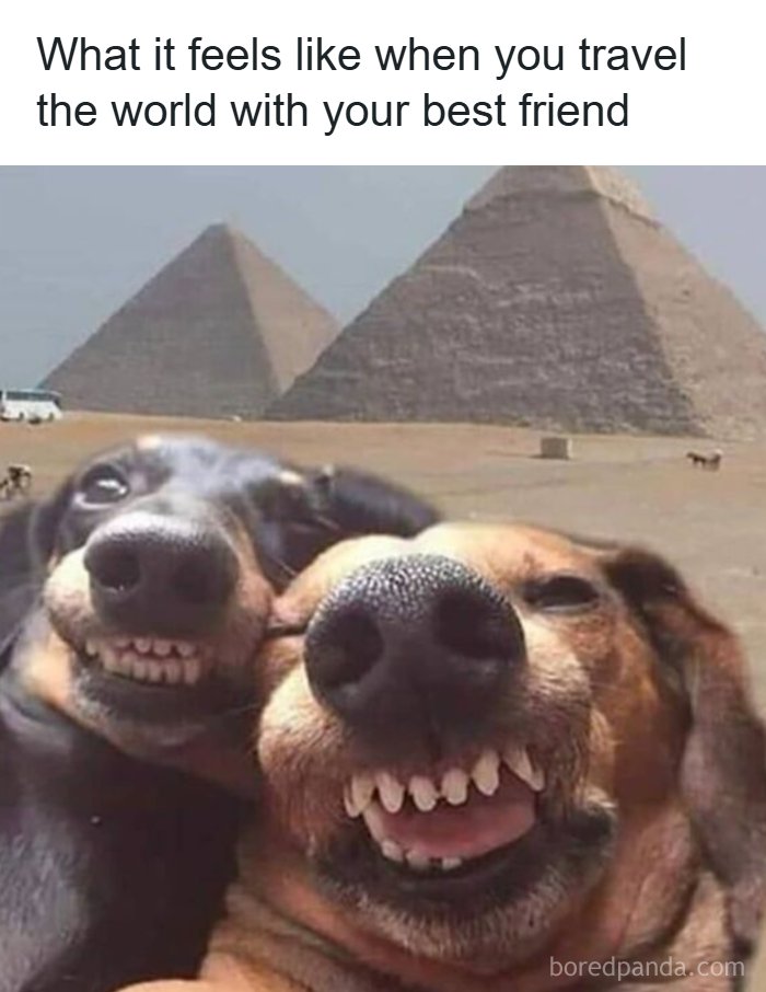 Two dogs smiling broadly in a selfie pose with the pyramids in the background. A great travel meme!