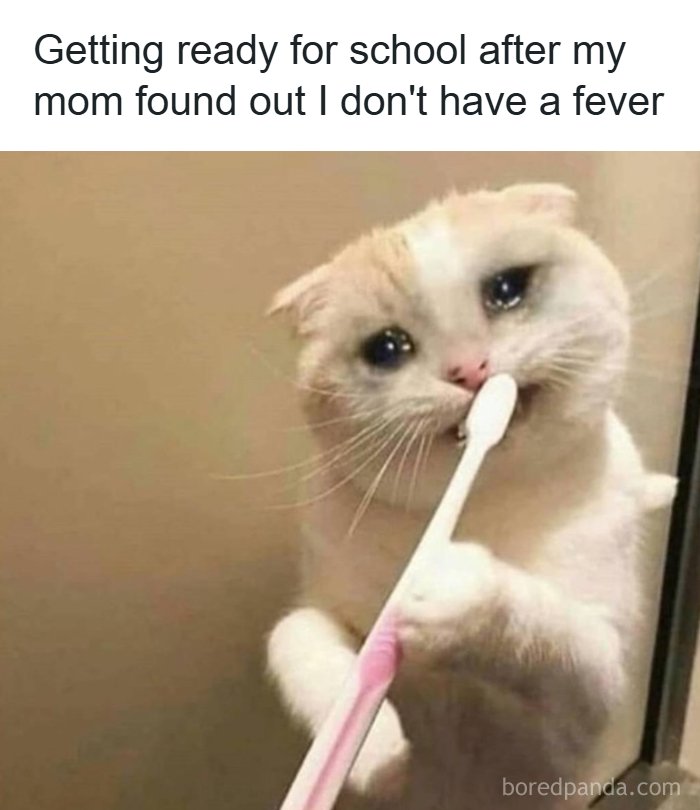 A relatable meme of a crying cat brushing its teeth, depicting a child forced to go to school.