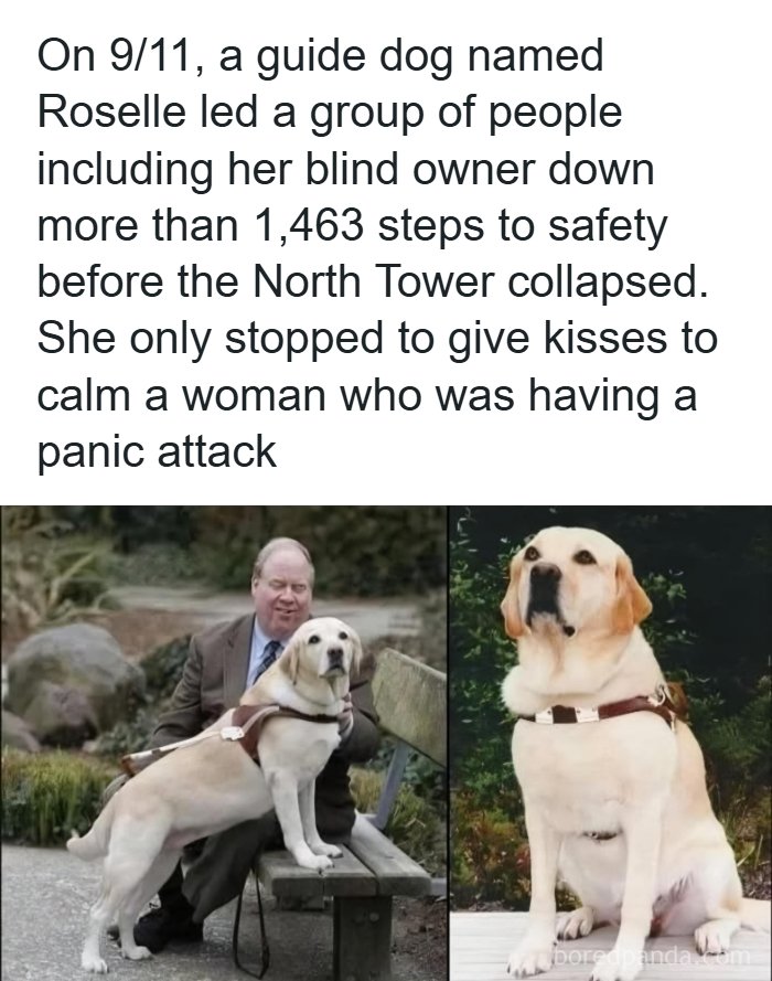Wholesome-Memes-Memeuplift