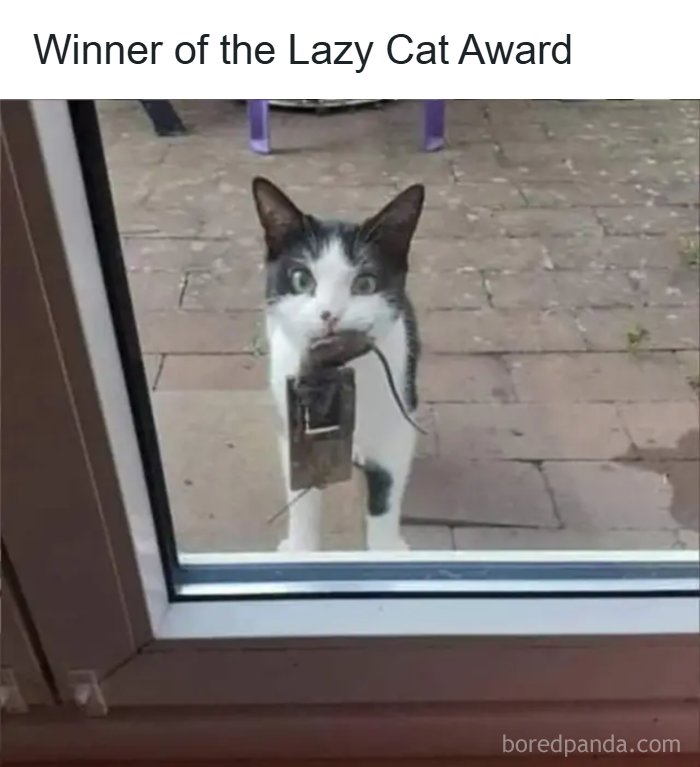 A cat outside a glass door holding a computer mouse with a caption about the Lazy Cat Award. Cats and memes.