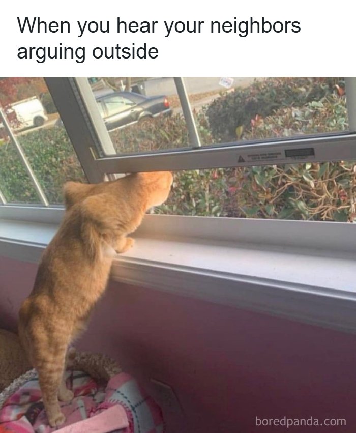 Cat looking out window hearing neighbors argue in random funny meme
