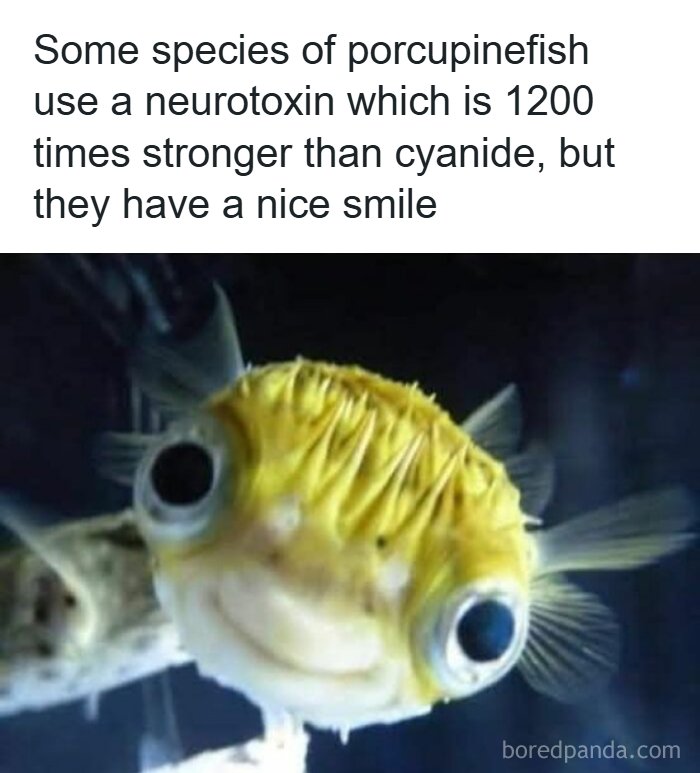 Porcupinefish close-up with caption about its potent neurotoxin and nice smile