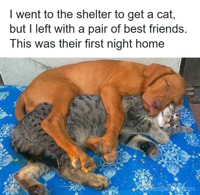 A wholesome meme of a dog and a cat snuggling together on a blue blanket, fast asleep.