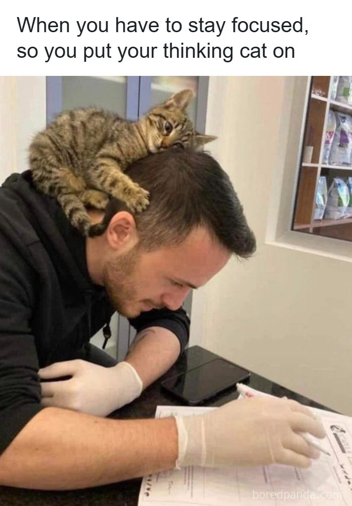 A wholesome meme of a man in gloves reading, with a tabby kitten resting on his head. Serotonin boost.