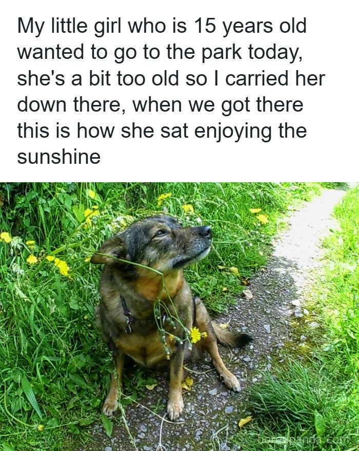 Wholesome-Memes-Memeuplift