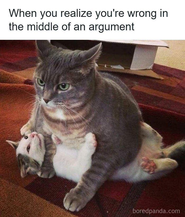 Funny cats meme: a large grey cat sitting on a small white kitten, conveying awkward realization. Great cats memes.