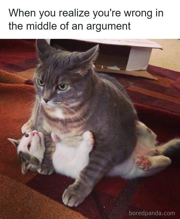 Cat meme showing realization of being wrong in an argument
