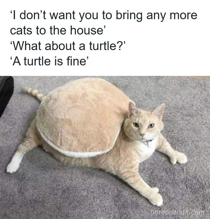 Wholesome-Memes-Memeuplift