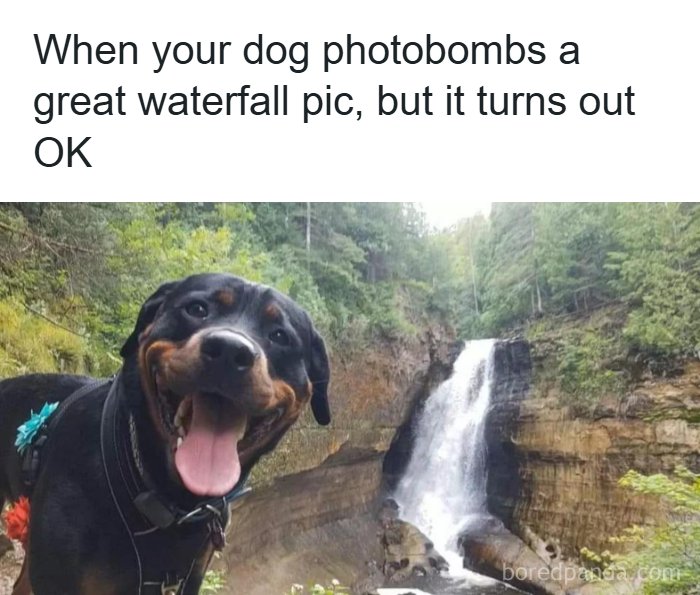 A joyful Rottweiler with its tongue out, photobombing a waterfall picture. A wholesome meme for serotonin boost.