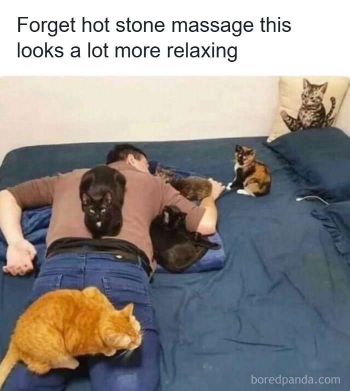 Memes-I-Wish-Could-Tag-My-Cat-In