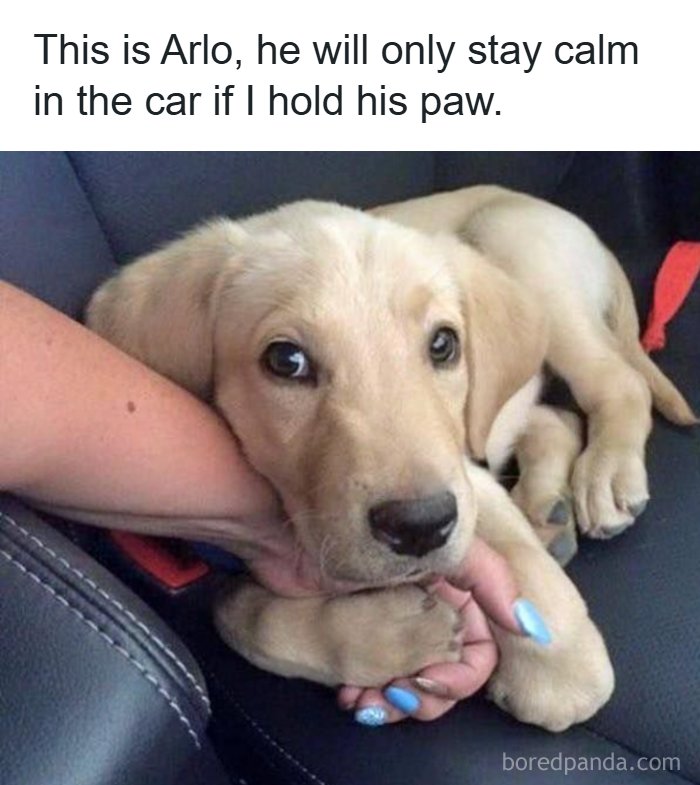 A cute, wholesome meme of a golden retriever puppy named Arlo holding a person's hand in a car seat.