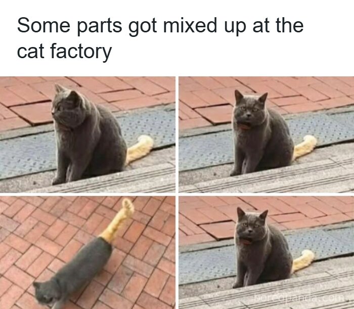 A humorous cat meme showing different grey cats with a distinct orange tail. These funny cats make great memes.