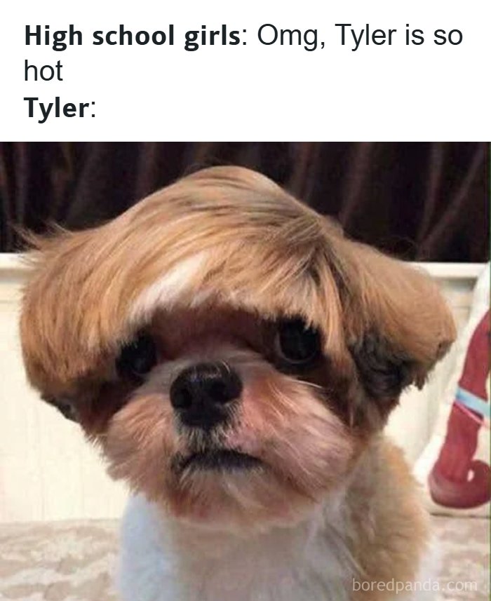 Dog with weird hair looking confused meme about high school girls and Tyler