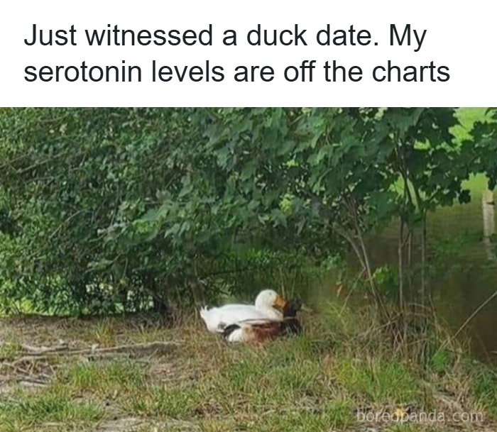 Wholesome-Memes-Memeuplift