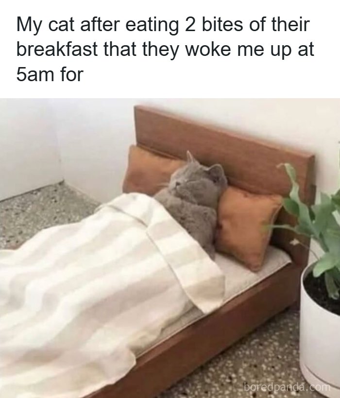 A cat meme of a fluffy gray cat asleep in a tiny bed, tucked under covers. This cat would love internet memes!