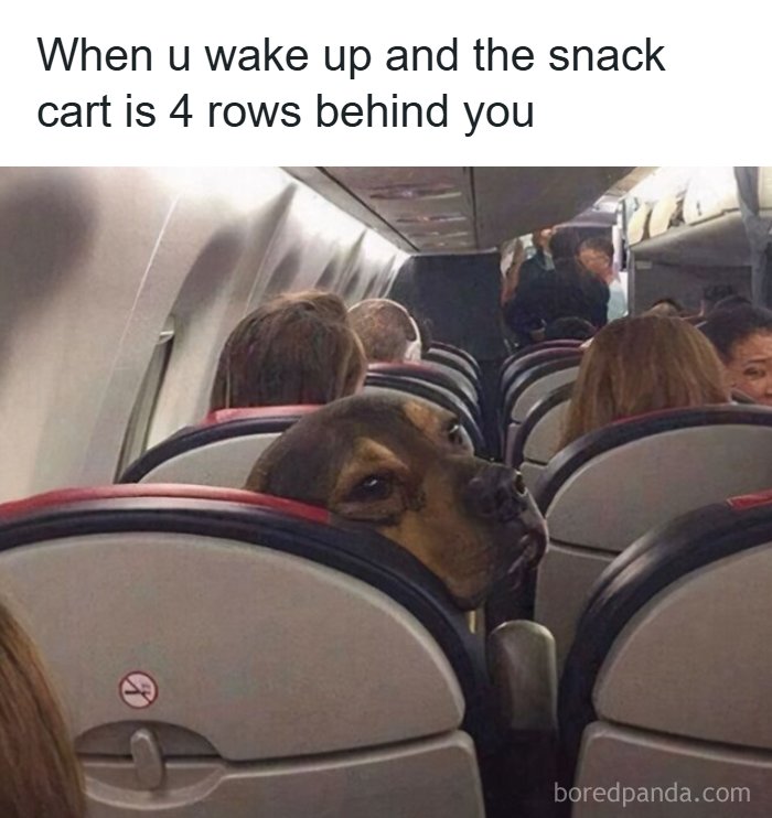 Funny travel meme of a dog looking glumly from an airplane seat, relatable to those stuck at a desk.