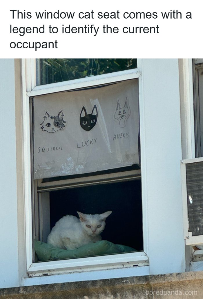 Wholesome-Memes-Memeuplift