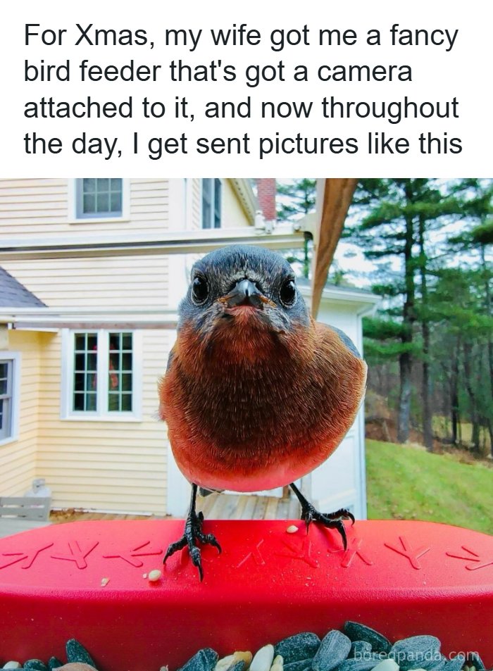Wholesome-Memes-Memeuplift