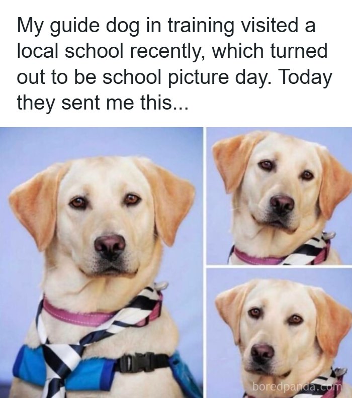 Wholesome-Memes-Memeuplift