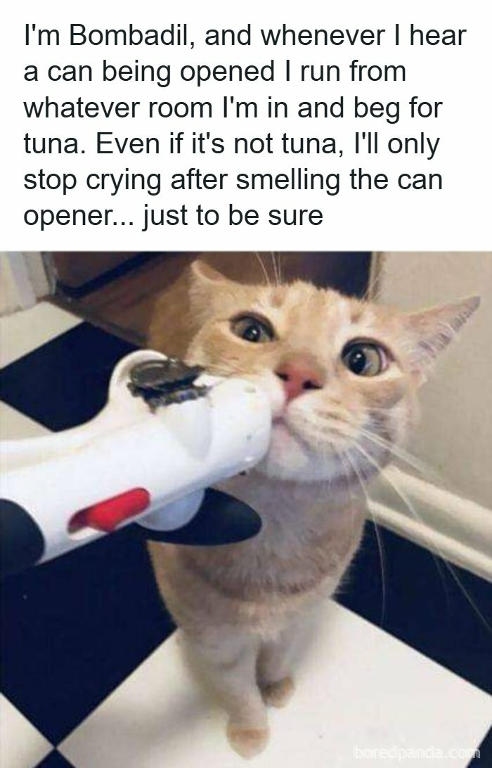 An orange cat, Bombadil, sniffs a can opener, with text describing how cats beg for tuna. A funny cats meme.
