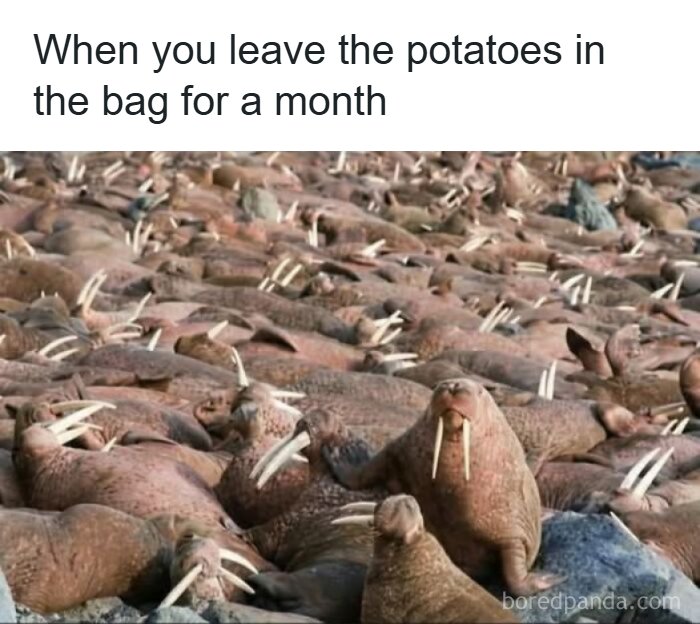 Walruses representing potatoes left in bag for a month meme