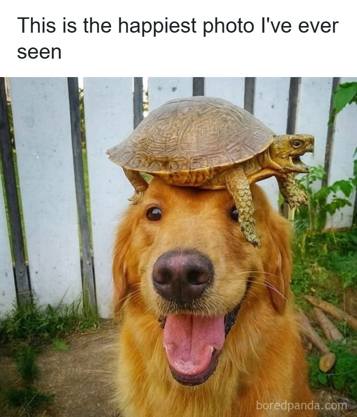 Wholesome-Memes-Memeuplift