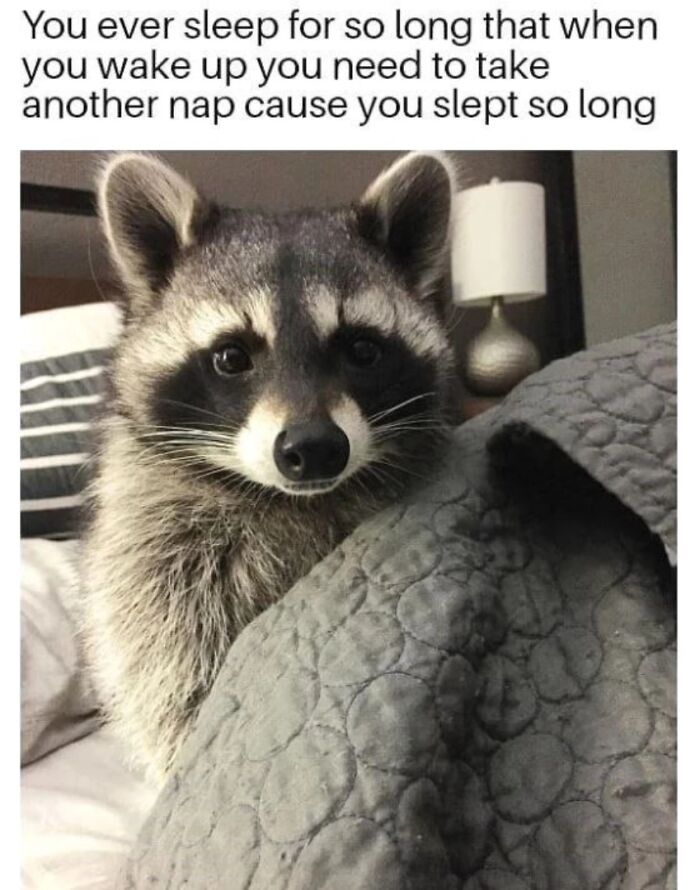 47 Cute And Hilarious Raccoon Pics That Might Steal Your Heart