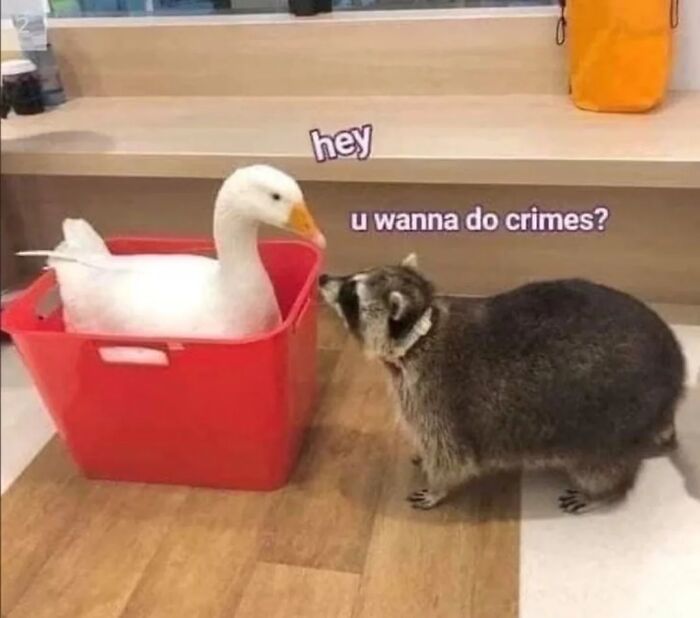 47 Cute And Hilarious Raccoon Pics That Might Steal Your Heart