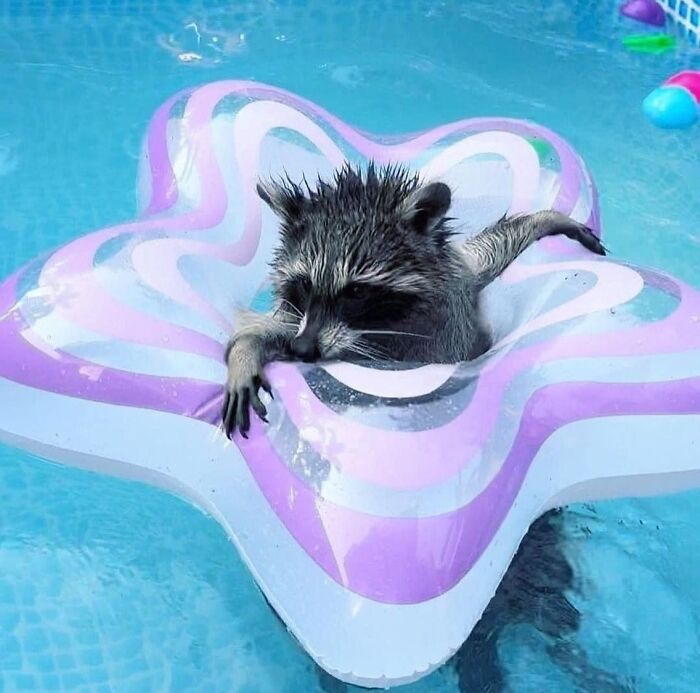 47 Cute And Hilarious Raccoon Pics That Might Steal Your Heart
