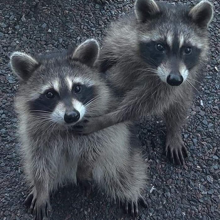 47 Cute And Hilarious Raccoon Pics That Might Steal Your Heart