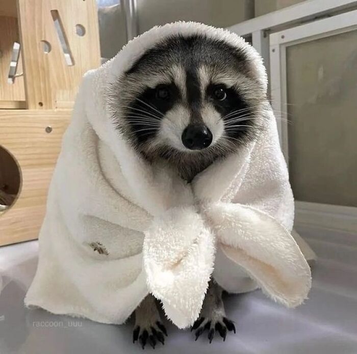 47 Cute And Hilarious Raccoon Pics That Might Steal Your Heart