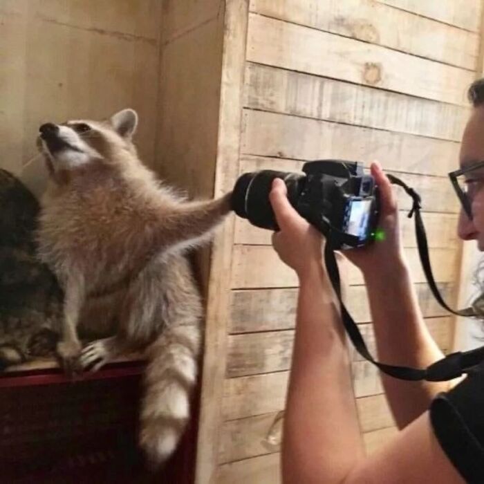 47 Cute And Hilarious Raccoon Pics That Might Steal Your Heart