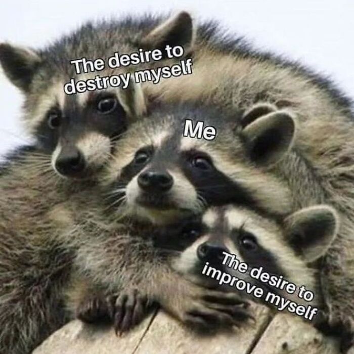 47 Cute And Hilarious Raccoon Pics That Might Steal Your Heart