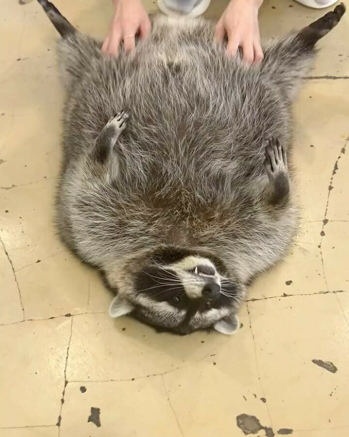 47 Cute And Hilarious Raccoon Pics That Might Steal Your Heart