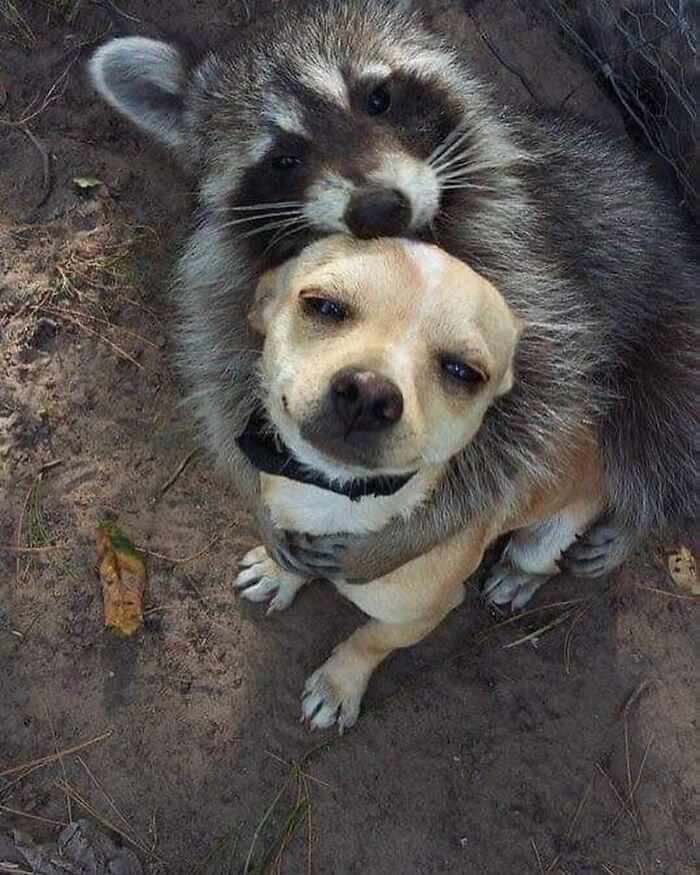 47 Cute And Hilarious Raccoon Pics That Might Steal Your Heart