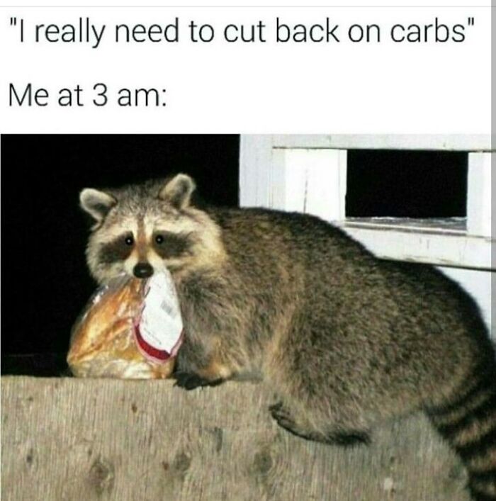 47 Cute And Hilarious Raccoon Pics That Might Steal Your Heart