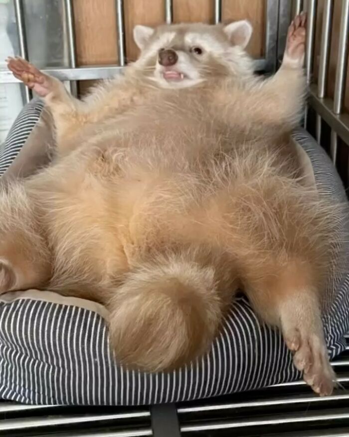 47 Cute And Hilarious Raccoon Pics That Might Steal Your Heart